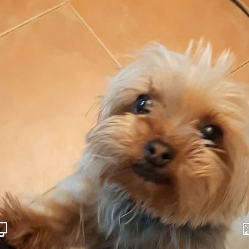 Perro perdido YORKSHIRE TERRIER en Fuenlabrada (Madrid)