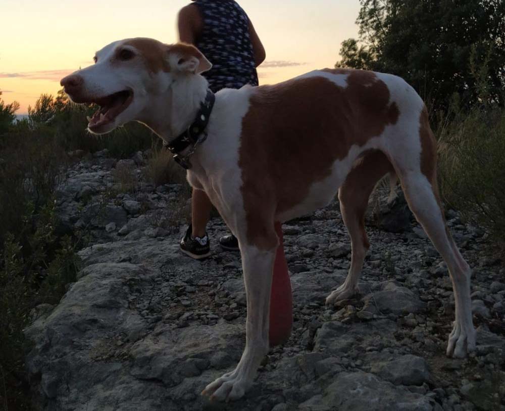 Perro perdido PODENCO IBICENCO en Manresa-Sant Fruistós de bages (Barcelona)