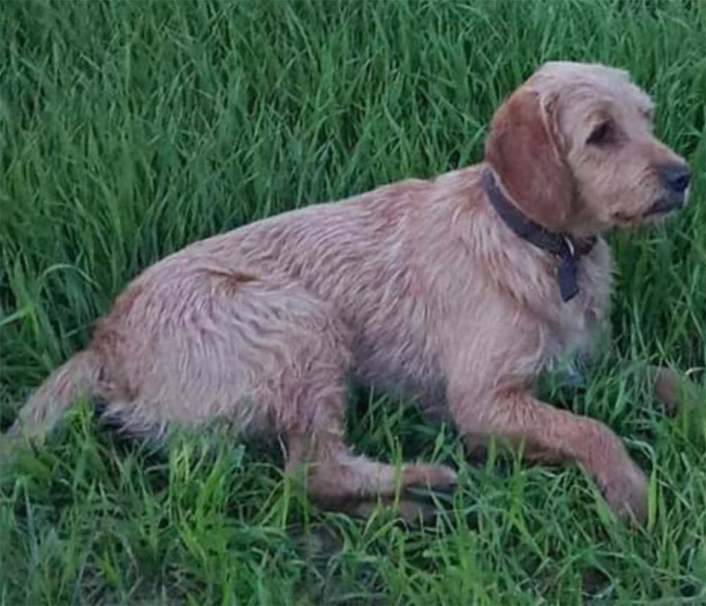 Perro perdido MESTIZO - DESCONOZCO LA RAZA en Tordera (Barcelona)