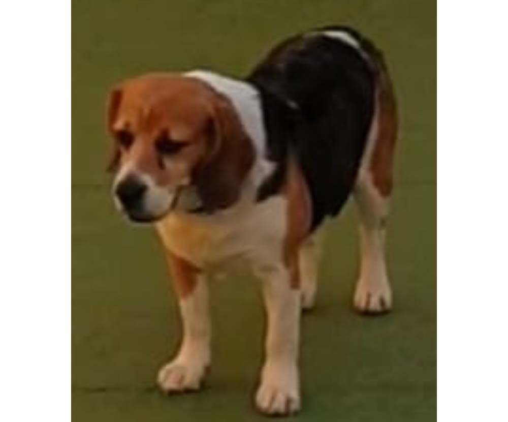 Perro perdido BEAGLE en Carmona (Sevilla)