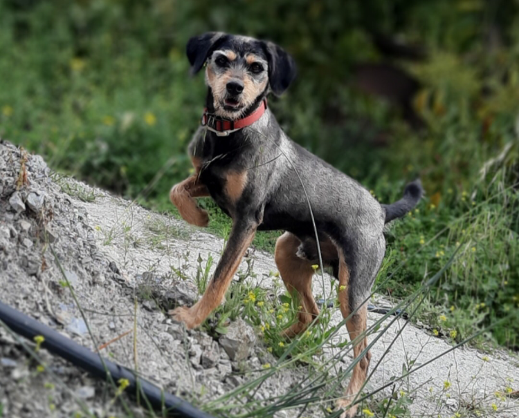 Perro perdido MESTIZO - DESCONOZCO LA RAZA en Los Guajares (Granada)