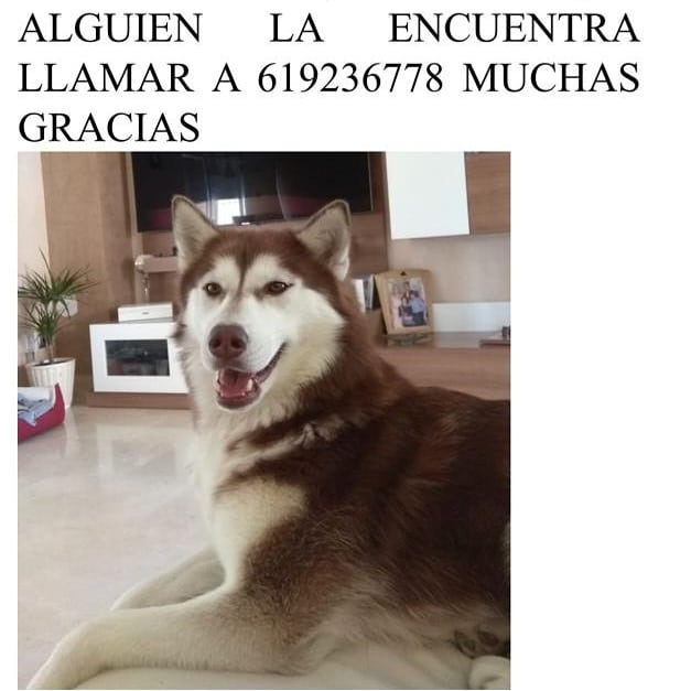 Perro perdido HUSKY SIBERIANO en Alcorcón (Madrid)