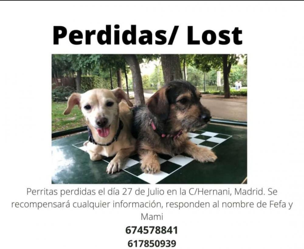 Perro perdido MESTIZO - DESCONOZCO LA RAZA en MADRID (Madrid)