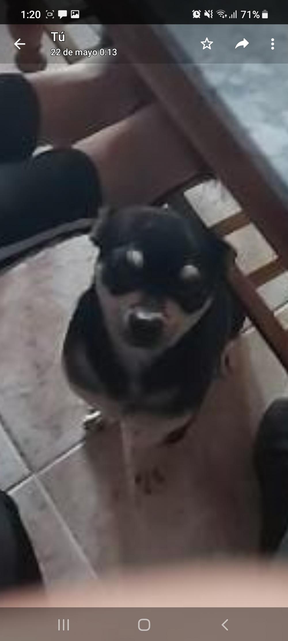 Perro perdido CHIHUAHUEÑO en Vila Joiosa (Alicante)