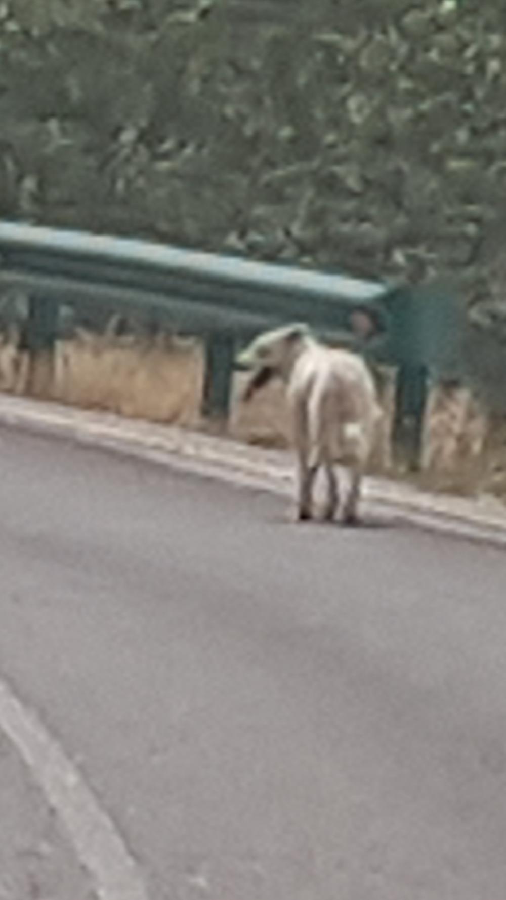 Perro encontrado MESTIZO - DESCONOZCO LA RAZA en PRIEGO, ESTRECHO DE PRIEGO (Cuenca)