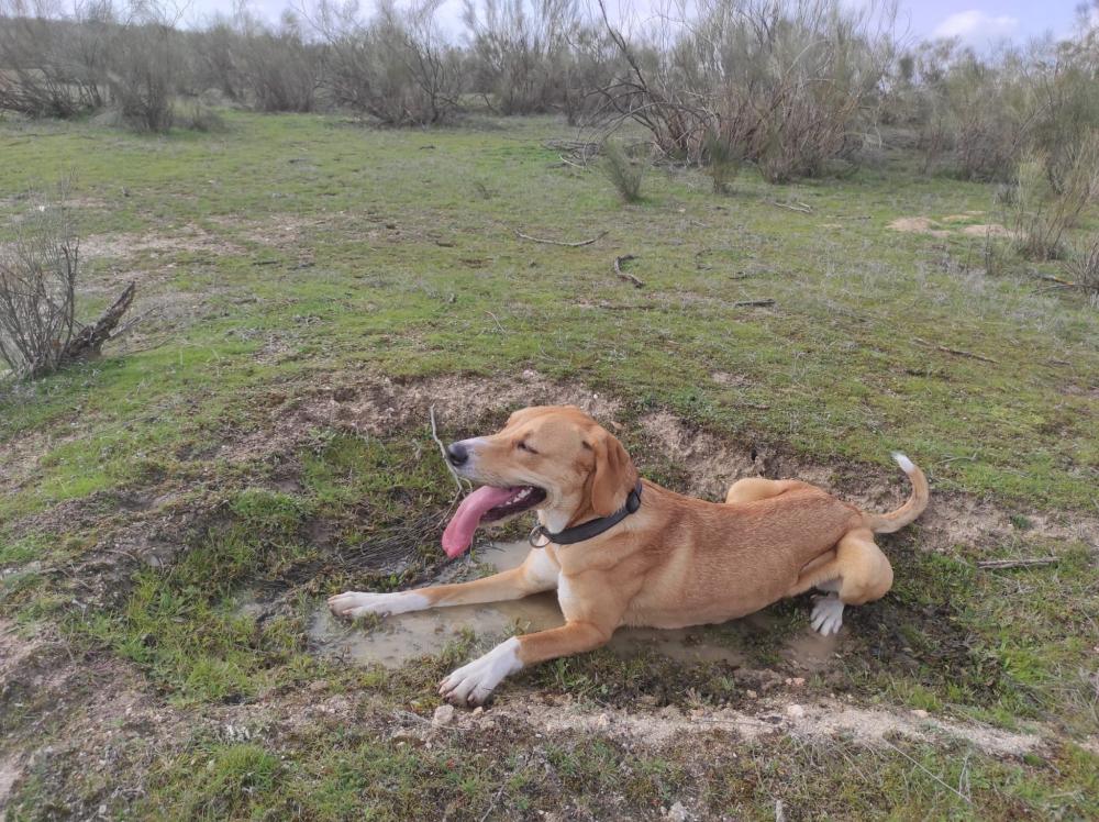 Perro perdido MESTIZO - DESCONOZCO LA RAZA en Villaviciosa de Odón (Madrid)