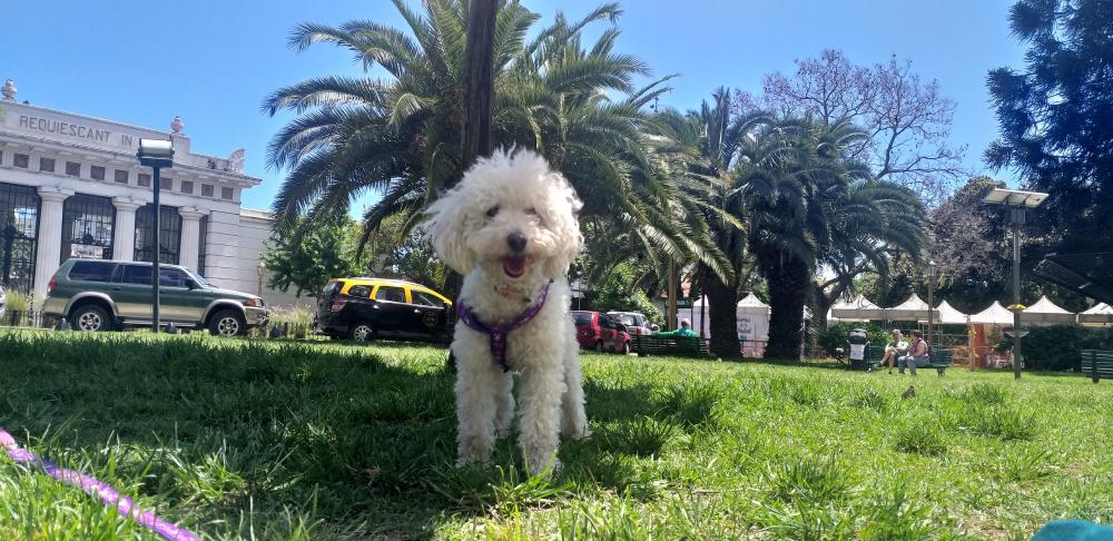 Perro perdido CANICHE en SAGRADA FAMILIA (Barcelona)