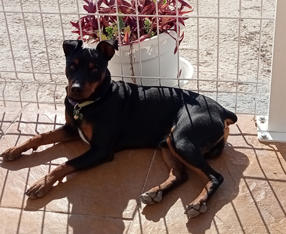 Perro perdido PINSCHER AUSTRIACO en Lorqui  (Murcia)