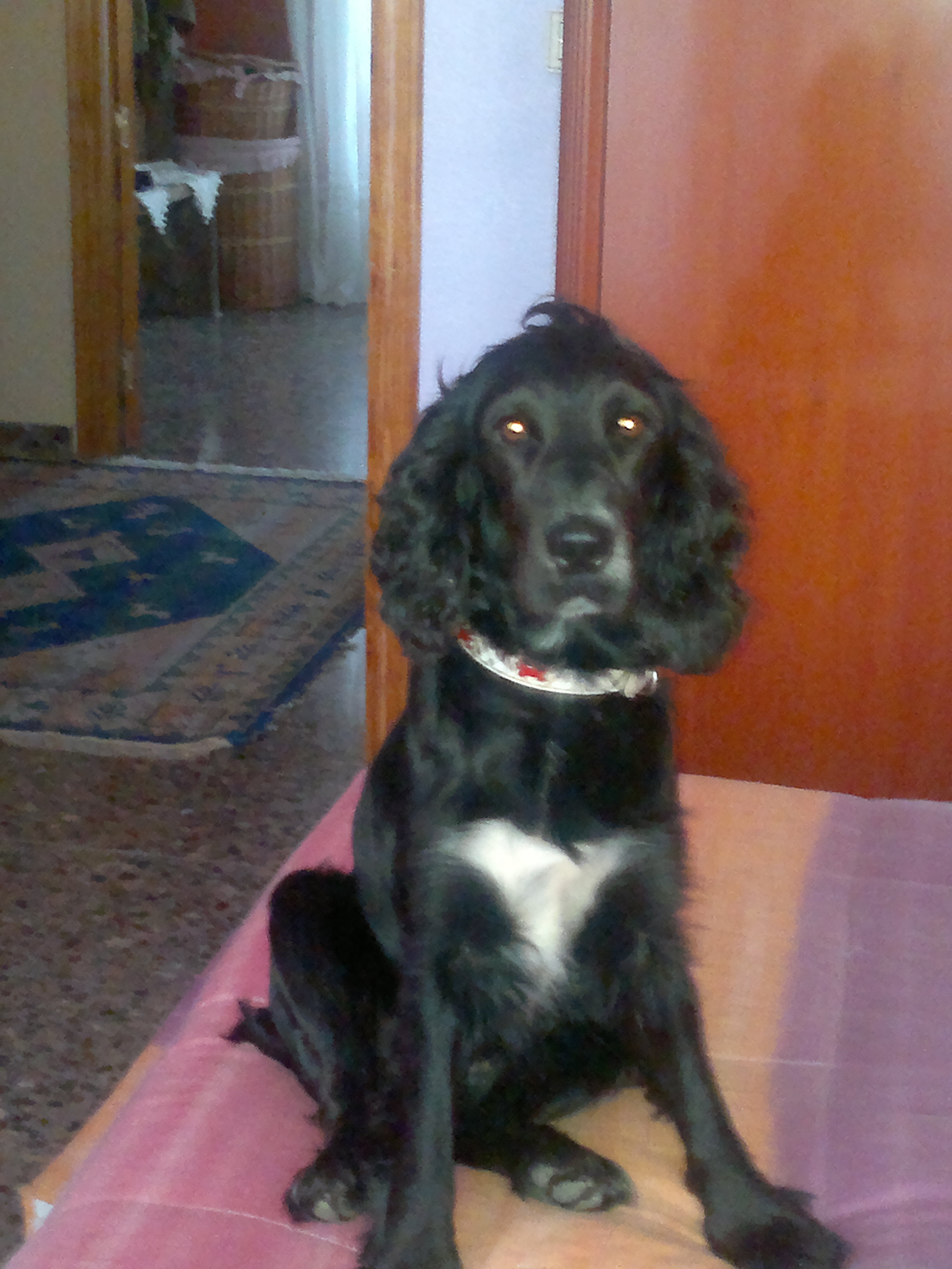 Perro perdido COCKER SPANIEL INGLÉS en Munera  (Albacete)