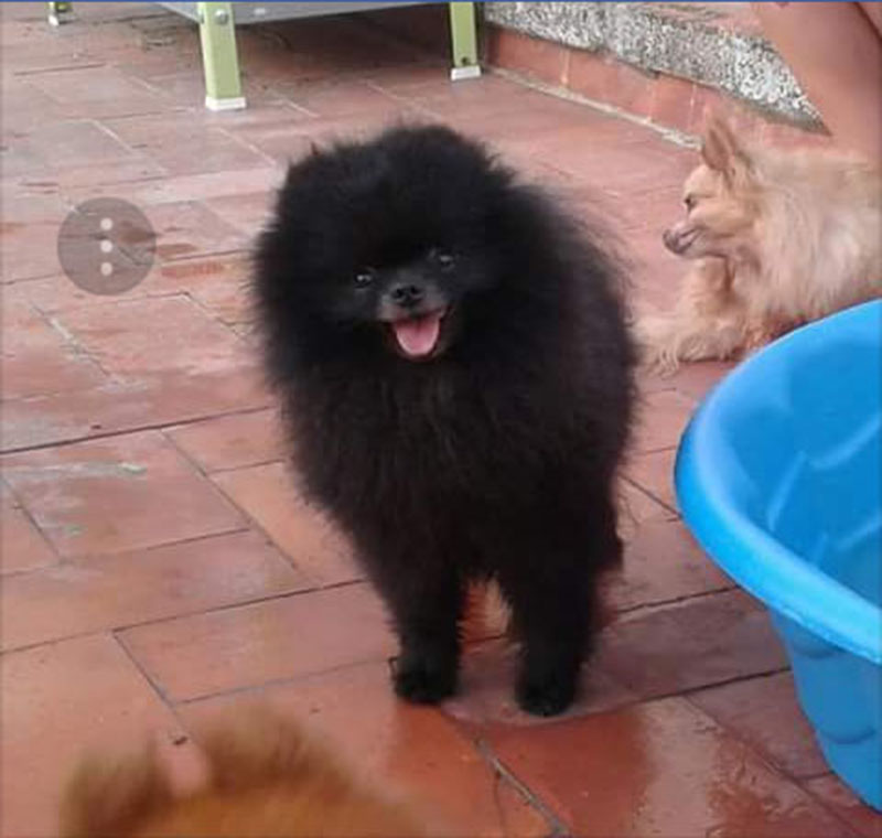 Perro perdido SPITZ ALEMÁN en Dosrius (Barcelona)