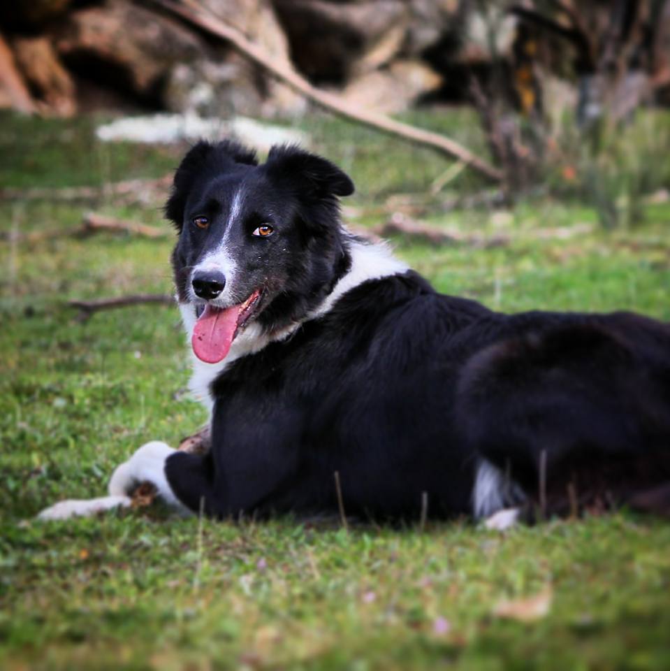 Perro perdido BORDER COLLIE en Alcobendas (Madrid)