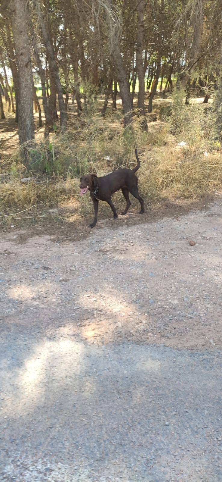 Perro encontrado MESTIZO - DESCONOZCO LA RAZA en La Pobla de Vallbona (Valencia)