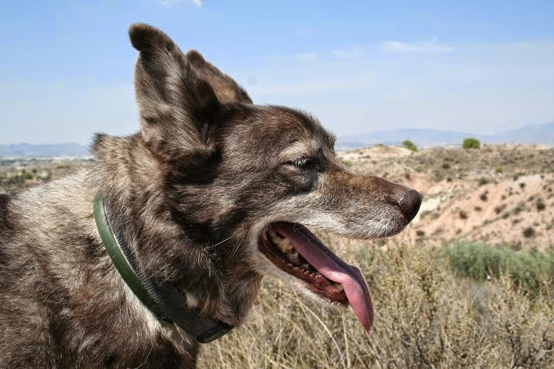 Perro perdido MESTIZO - DESCONOZCO LA RAZA en Altorreal, Molina de Segura (Murcia)