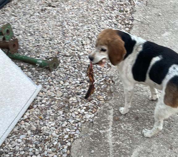 Perro perdido BEAGLE en Viso de san juan (Toledo)