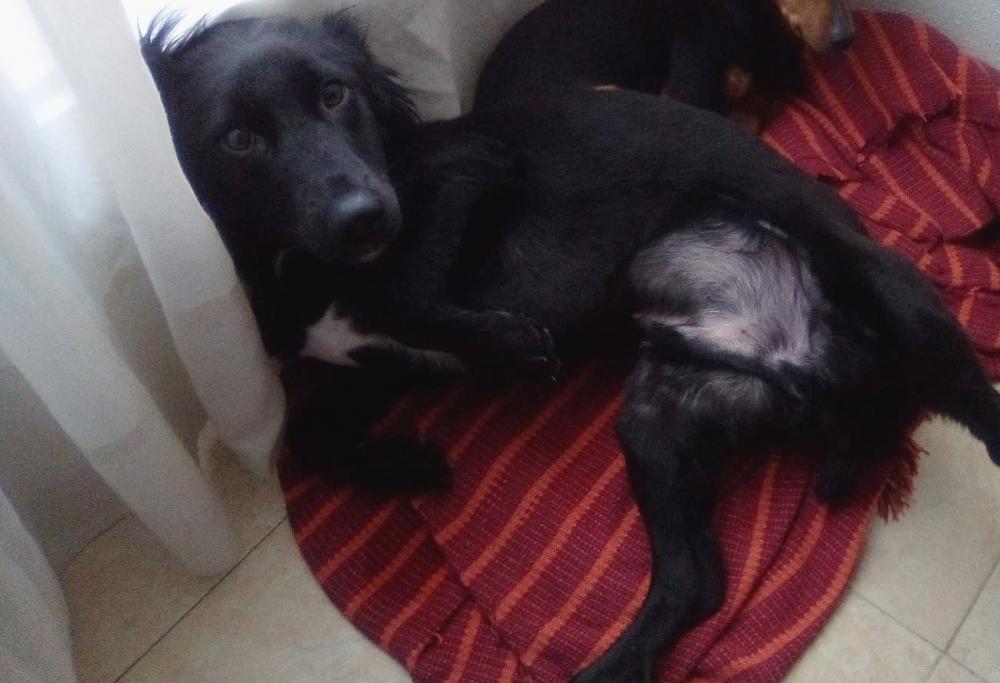 Perro perdido MESTIZO - DESCONOZCO LA RAZA en Sangonera la Verde  (Murcia)