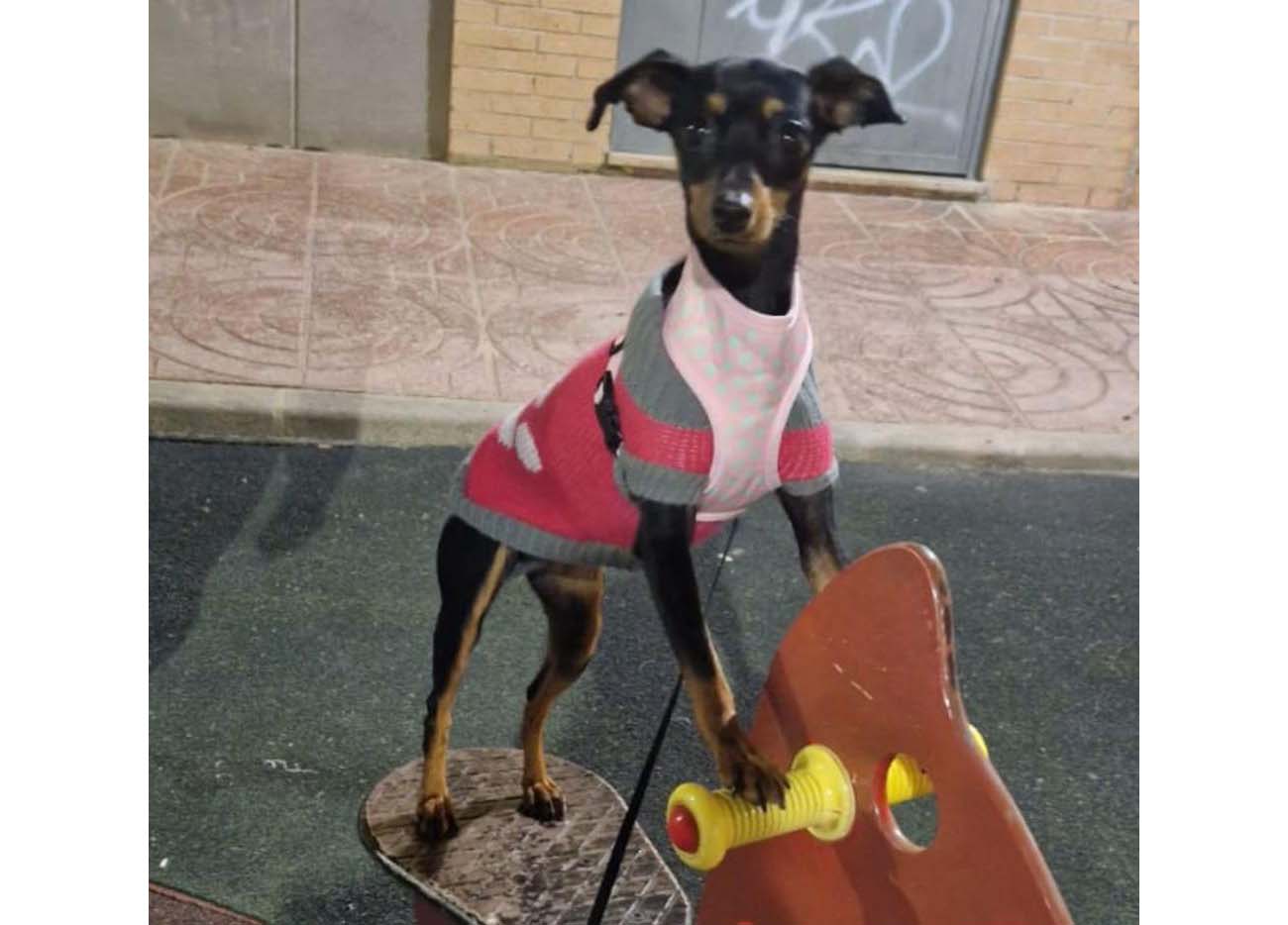 Perro perdido PINSCHER MINIATURA en Riba roja  (Valencia)