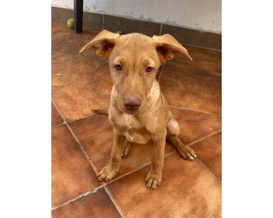 Perro perdido MESTIZO - DESCONOZCO LA RAZA en Cabanillas del Campo  (Guadalajara)