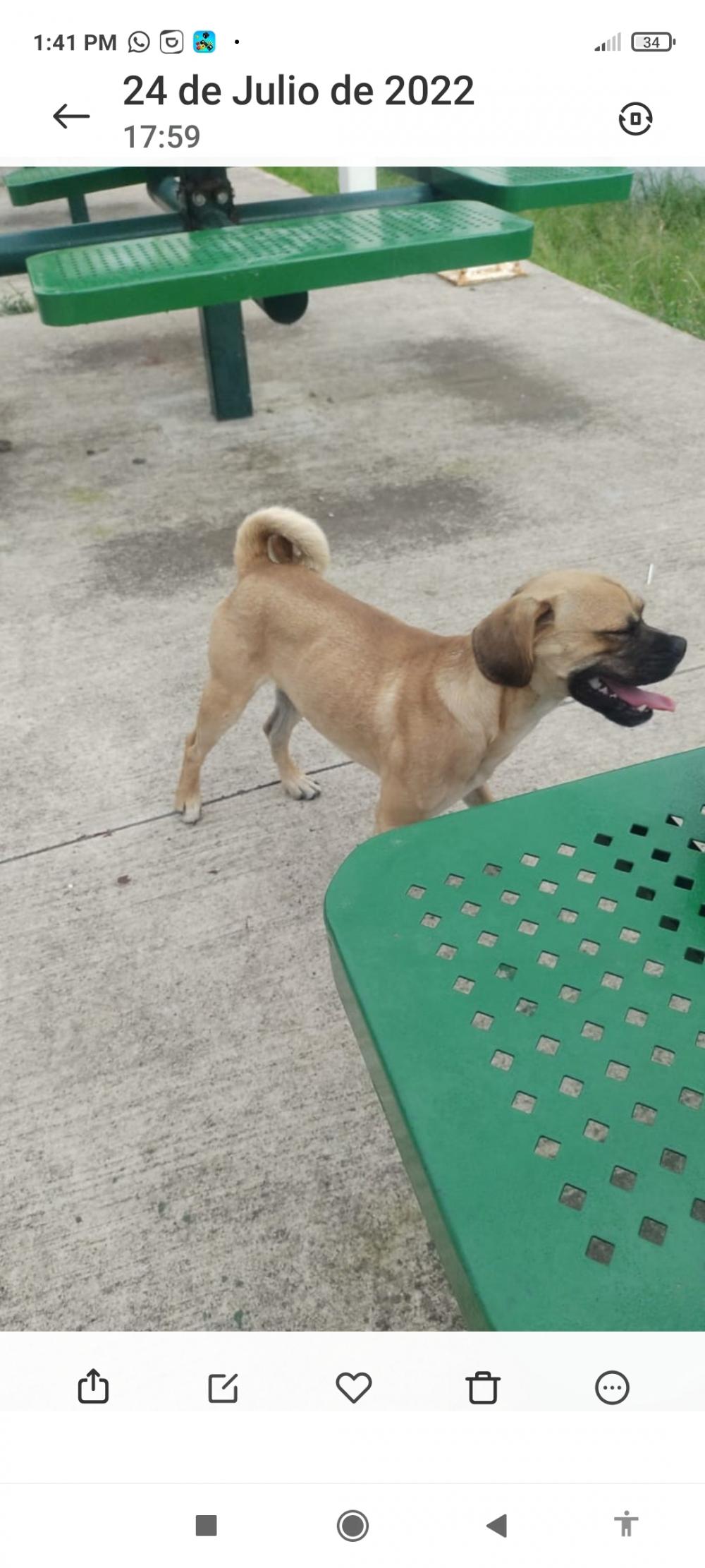 Perro perdido MESTIZO - DESCONOZCO LA RAZA en Tlajomulco (Guadalajara)