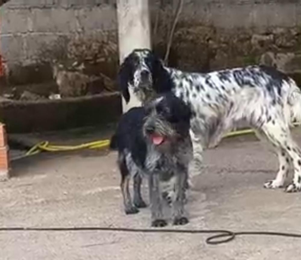 Perro perdido MESTIZO - DESCONOZCO LA RAZA en Lobios (Orense)