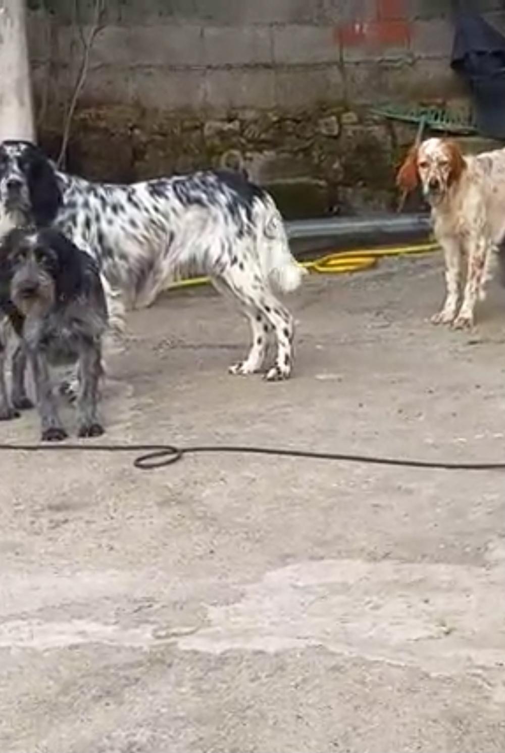 Perro perdido SETTER INGLÉS en Lobios (Orense)