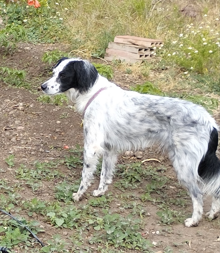 Perro perdido SETTER INGLÉS en Armilla (Granada)