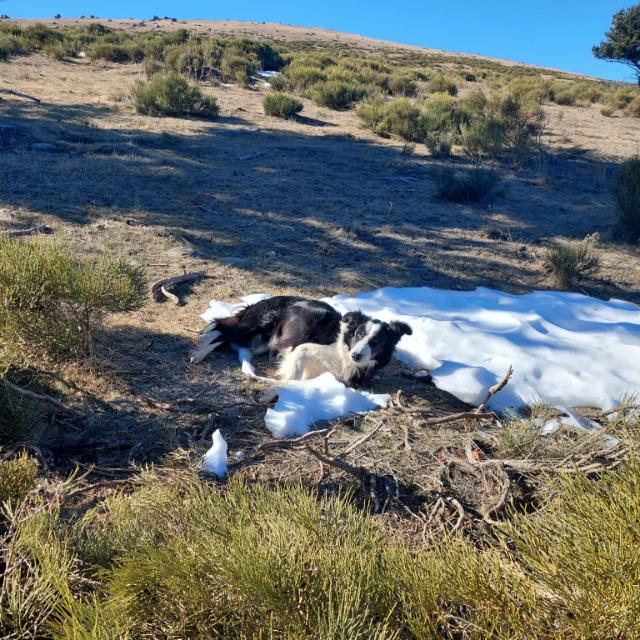 Perro perdido BORDER COLLIE en Guardia de Ares e Taus. (Lérida)