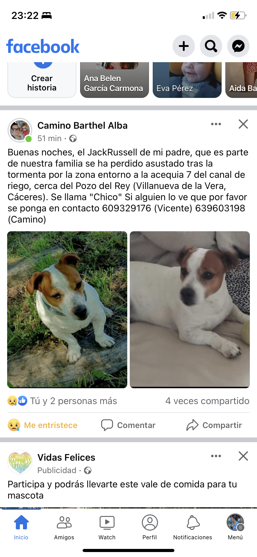 Perro perdido TERRIER JACK RUSSELL en Villanueva de la vera  (Cáceres)