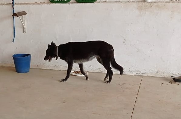 Perro perdido MESTIZO - DESCONOZCO LA RAZA en cordoba, villarrubia (Córdoba)