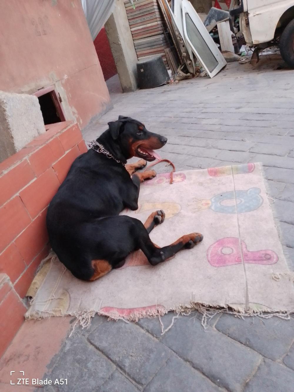 Perro perdido DÓBERMAN en Ceuta  (Ceuta)