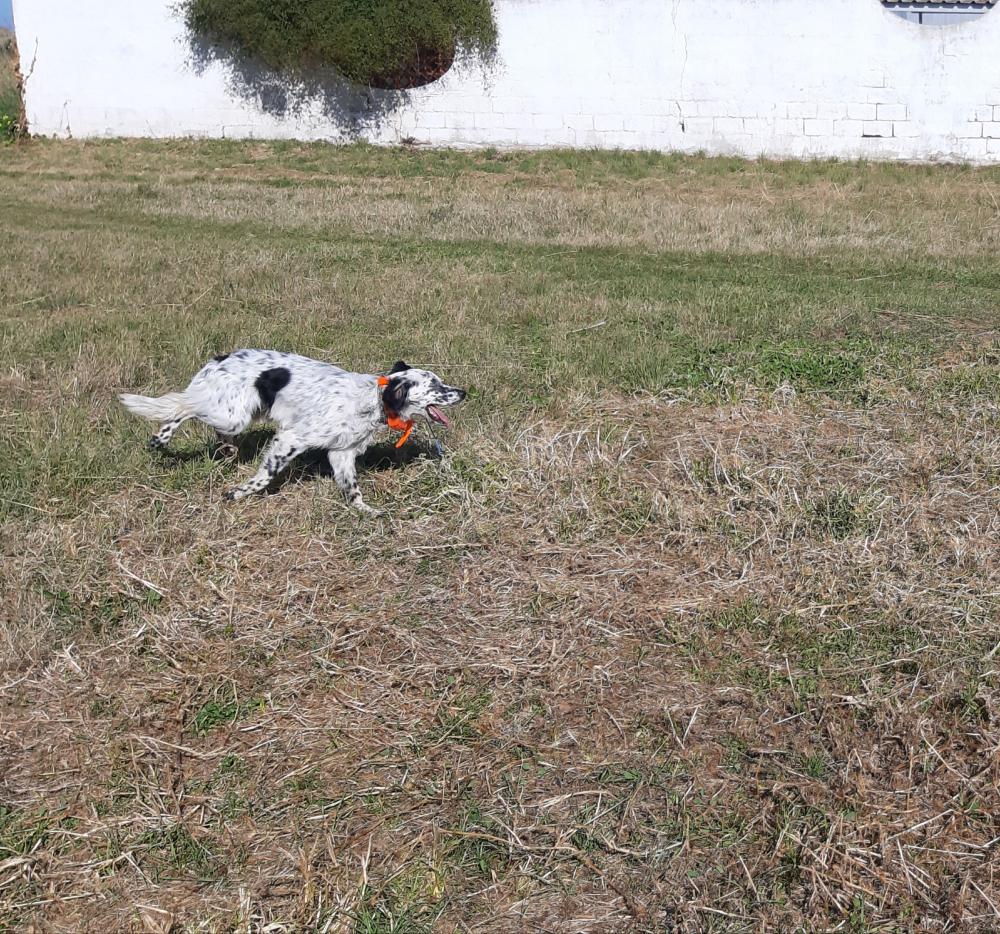 Perro perdido SETTER INGLÉS en Adsubia (Alicante)