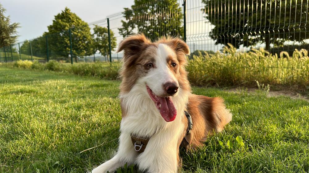 Perro perdido BORDER COLLIE en Berrioplano  (Navarra)