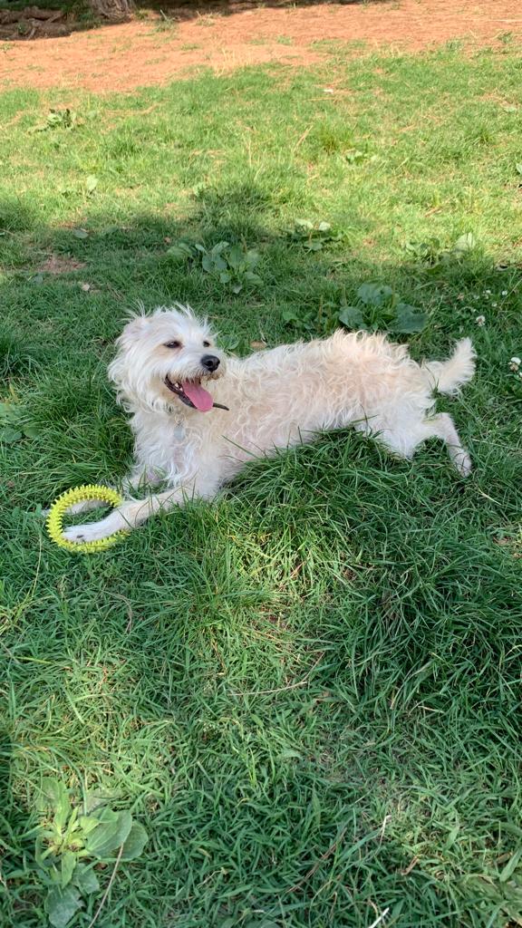 Perro perdido MESTIZO - DESCONOZCO LA RAZA en BARCELONA (Barcelona)