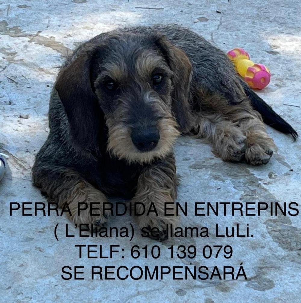 Perro perdido TECKEL en L’Eliana (Valencia)