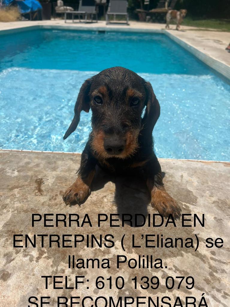 Perro perdido TECKEL en L’Elina (Valencia)