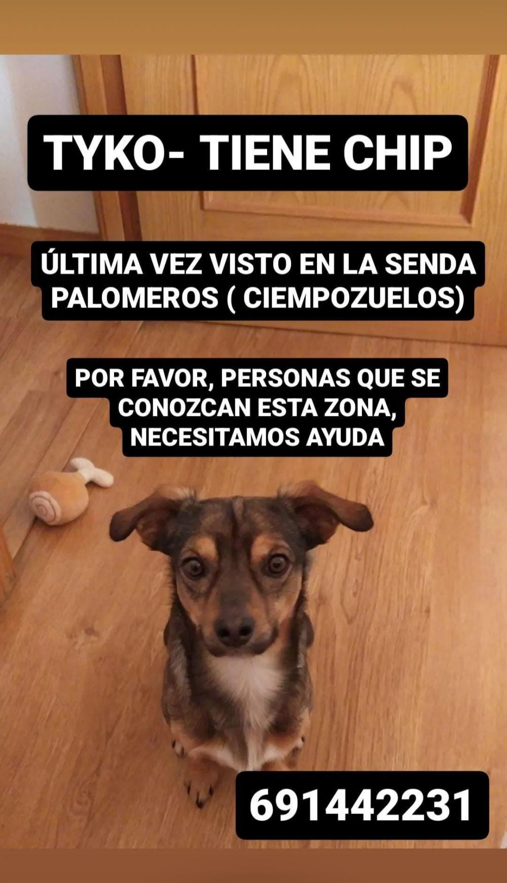 Perro perdido MESTIZO - DESCONOZCO LA RAZA en Valdemoro  (Madrid)