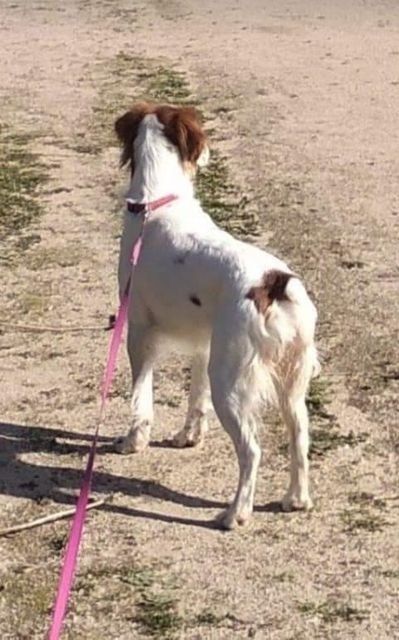 Perro perdido SPANIEL BRETÓN en Alcorcón (Madrid)