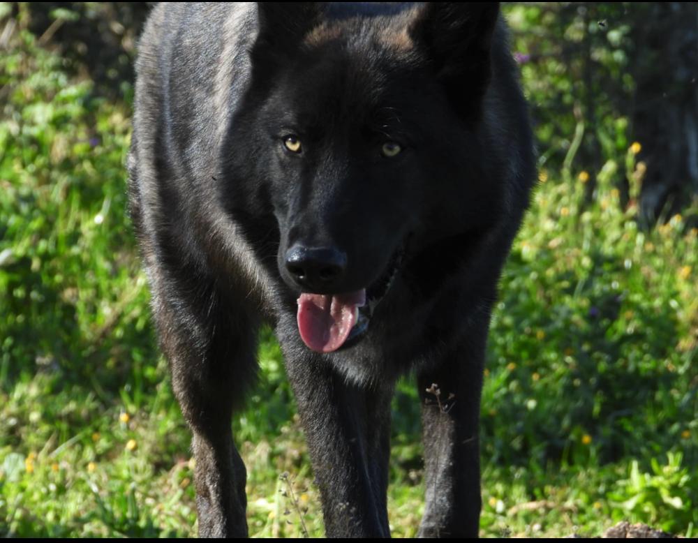 Perro perdido PASTOR ALEMÁN en Valverde de la Vera (Cáceres)