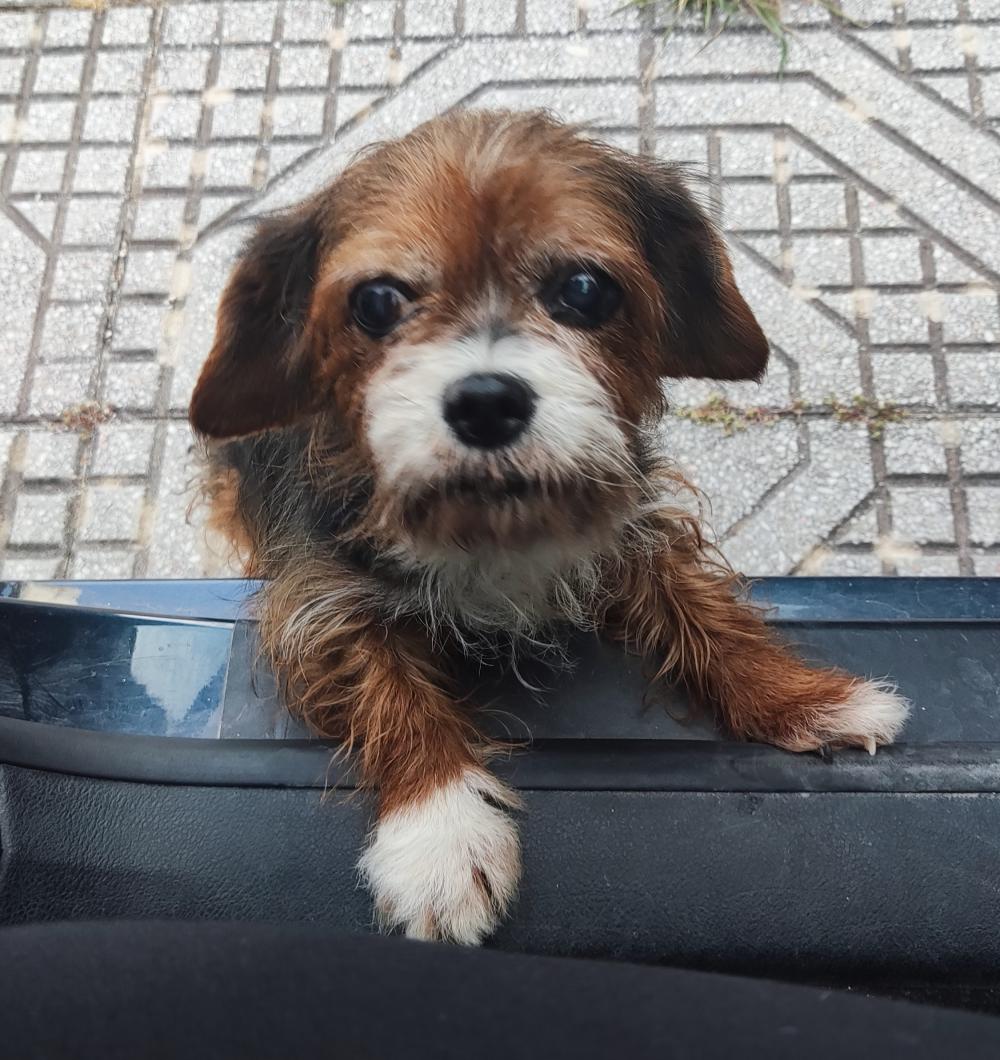 Perro perdido MESTIZO - DESCONOZCO LA RAZA en Conil de la Frontera  (Cádiz)