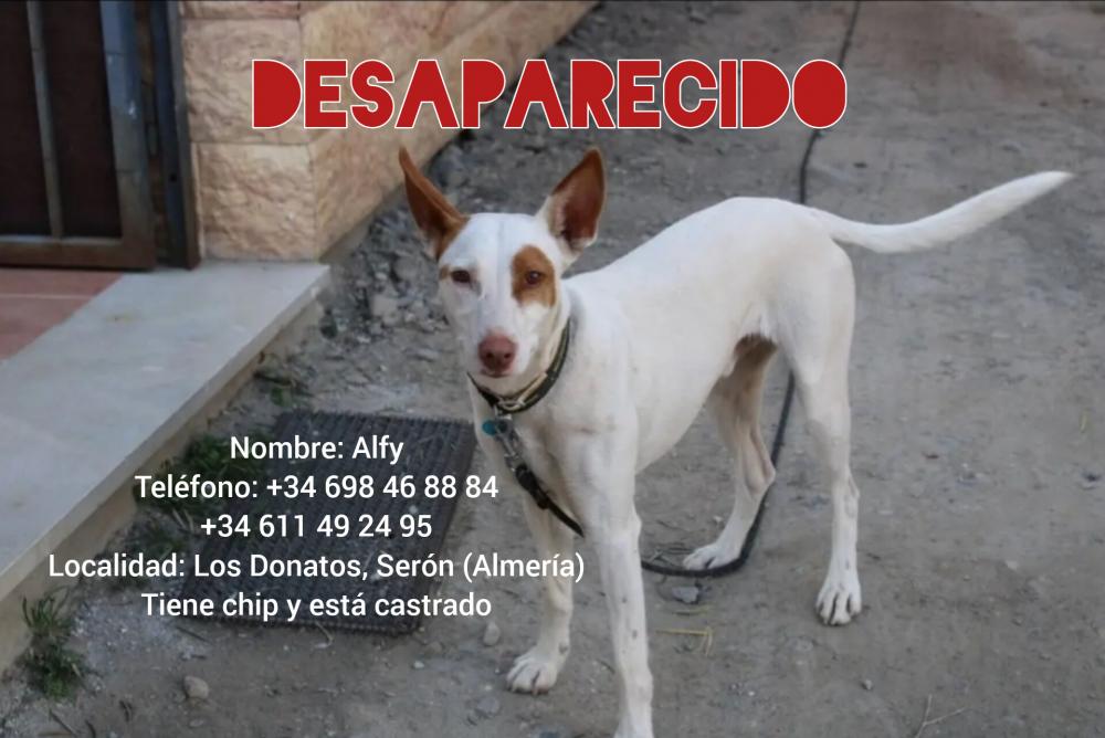 Perro perdido PODENCO IBICENCO en Serón  ( Almería)