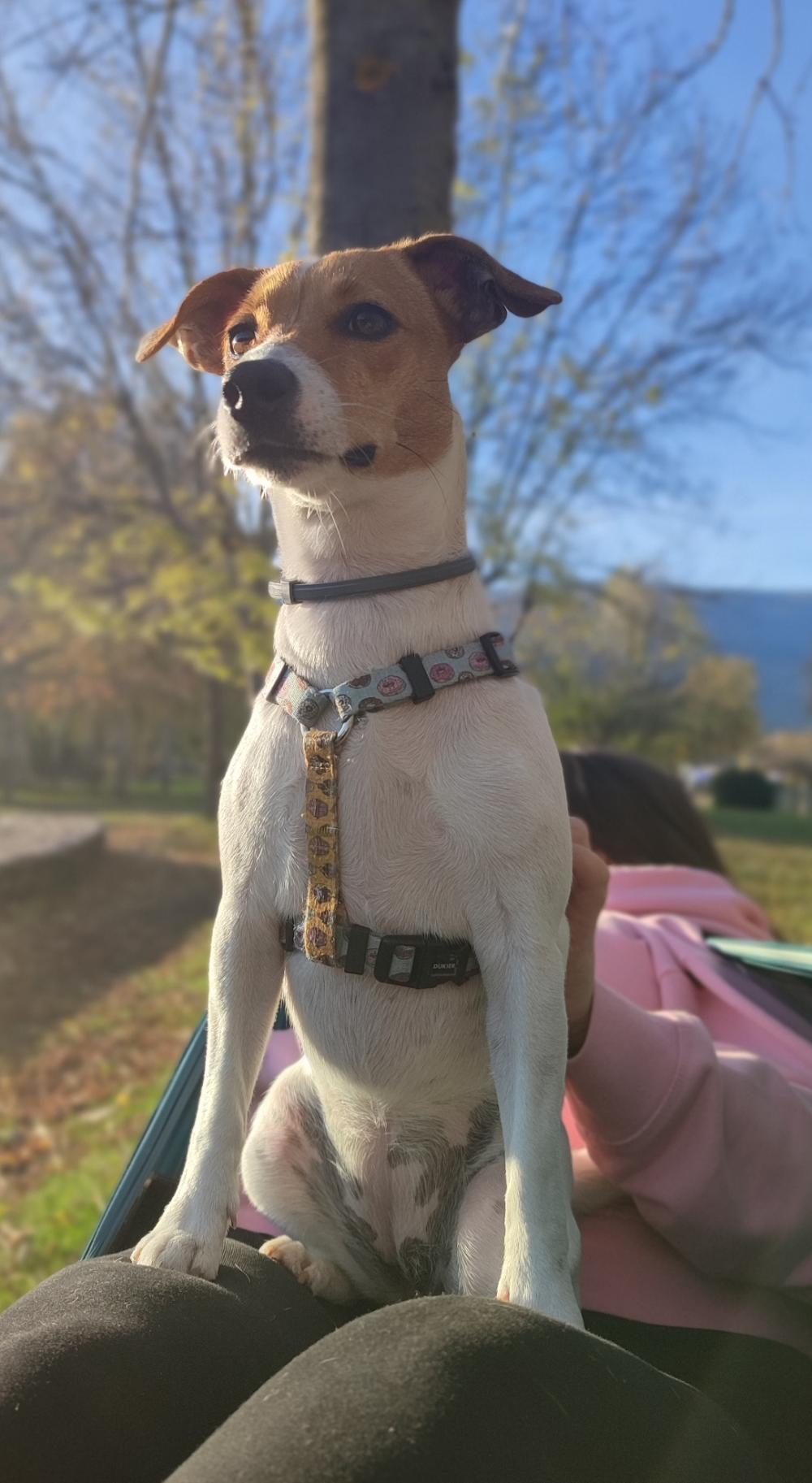 Perro perdido TERRIER JACK RUSSELL en Torrejón de Ardoz  (Madrid)