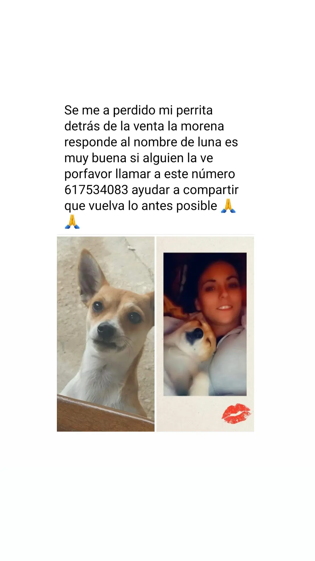 Perro perdido MESTIZO - DESCONOZCO LA RAZA en Mijas costa (Málaga)