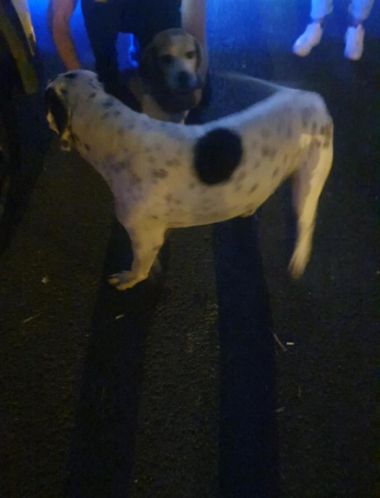 Perro encontrado BEAGLE en Villafranqueza. (Alicante)