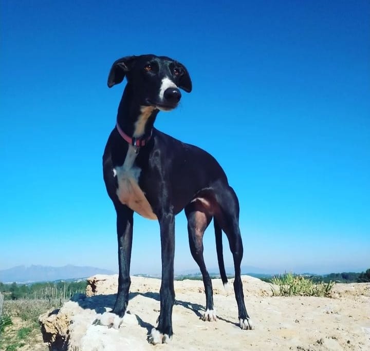 Perro perdido GALGO ESPAÑOL en Castelldefels (Barcelona)