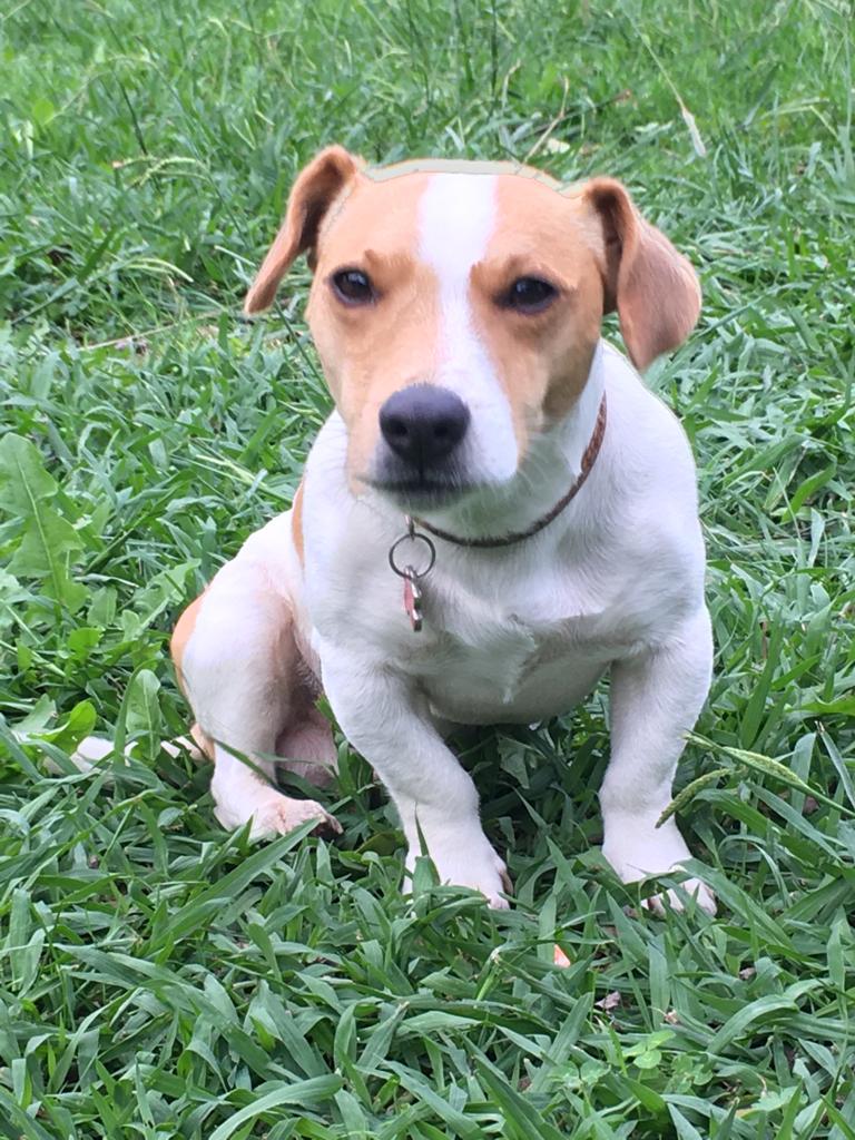 Perro perdido TERRIER JACK RUSSELL en Mungia (Vizcaya)