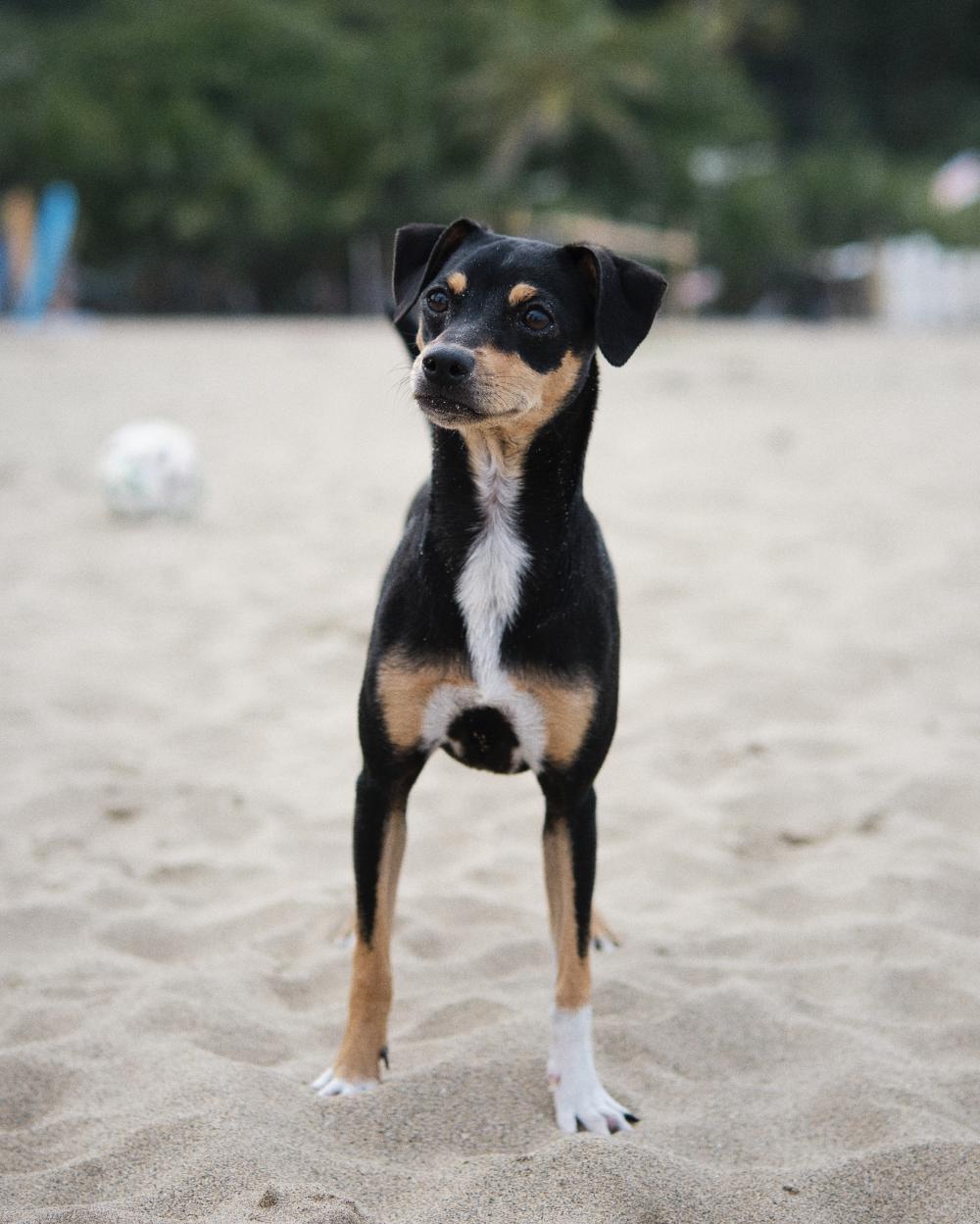 Perro perdido RATONERO VALENCIANO en Son Sardina (Islas Baleares)