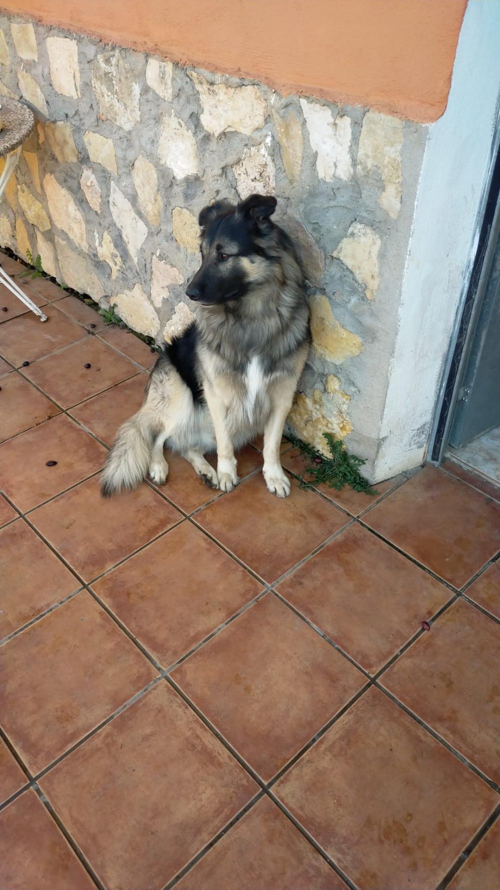 Perro perdido MESTIZO - DESCONOZCO LA RAZA en Albalate del arzobispo  (Teruel)