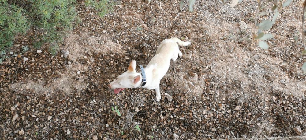 Perro encontrado PODENCO ANDALUZ en Caparacena (Granada)