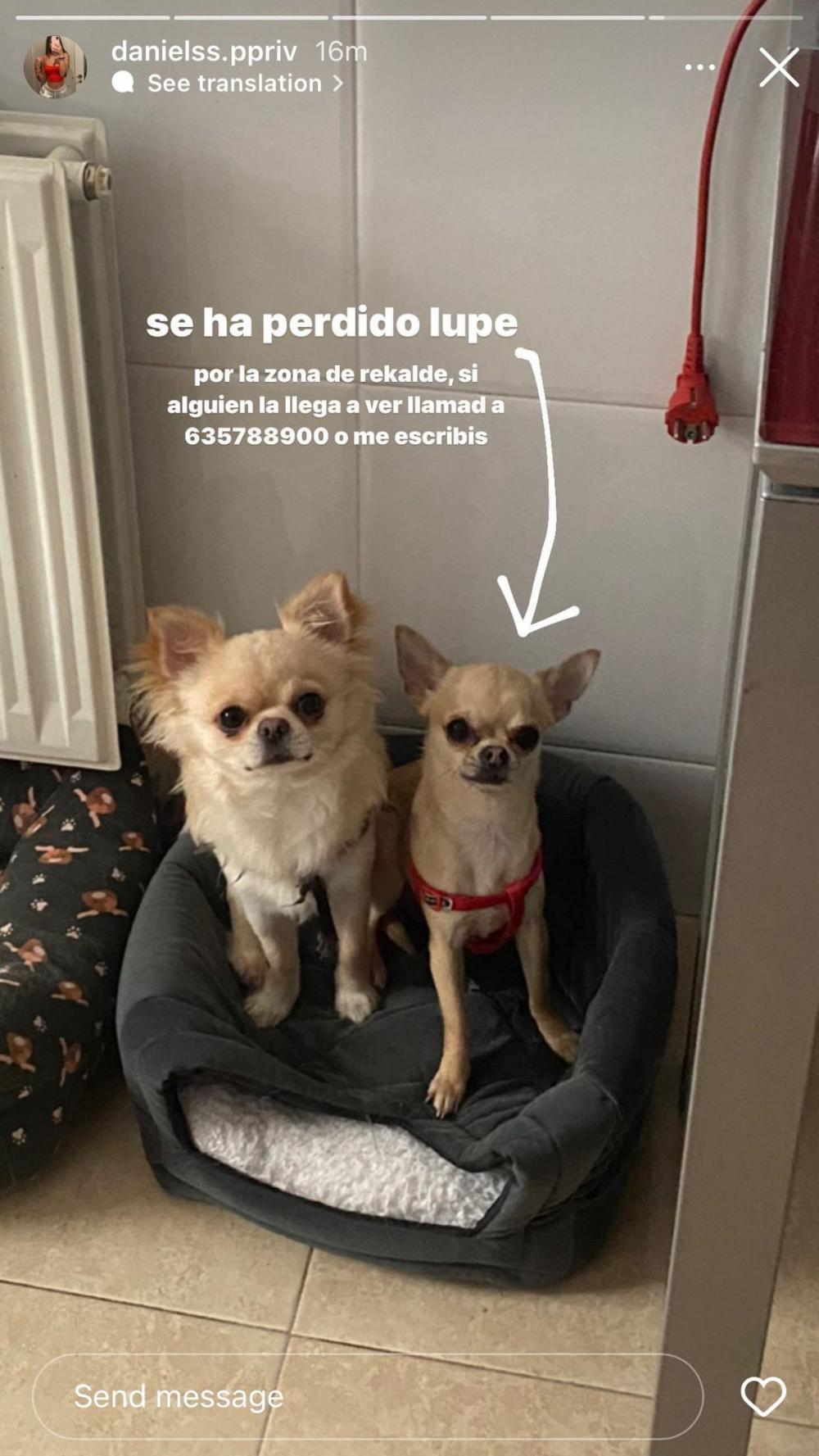 Perro perdido CHIHUAHUEÑO en Rekalde (Vizcaya)