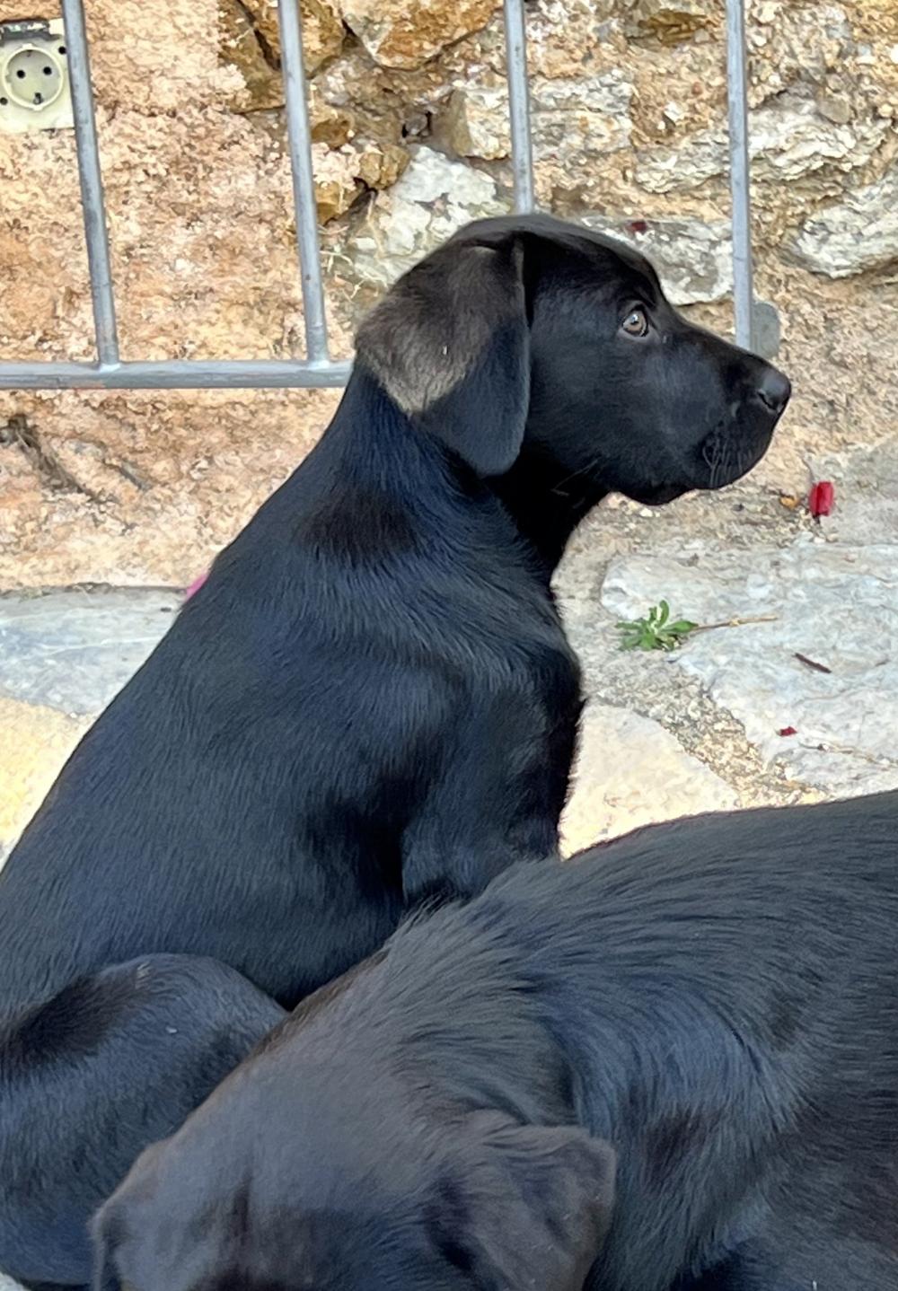 Perro perdido PERRO DE PASTOR MALLORQUĺN en Arta (Islas Baleares)