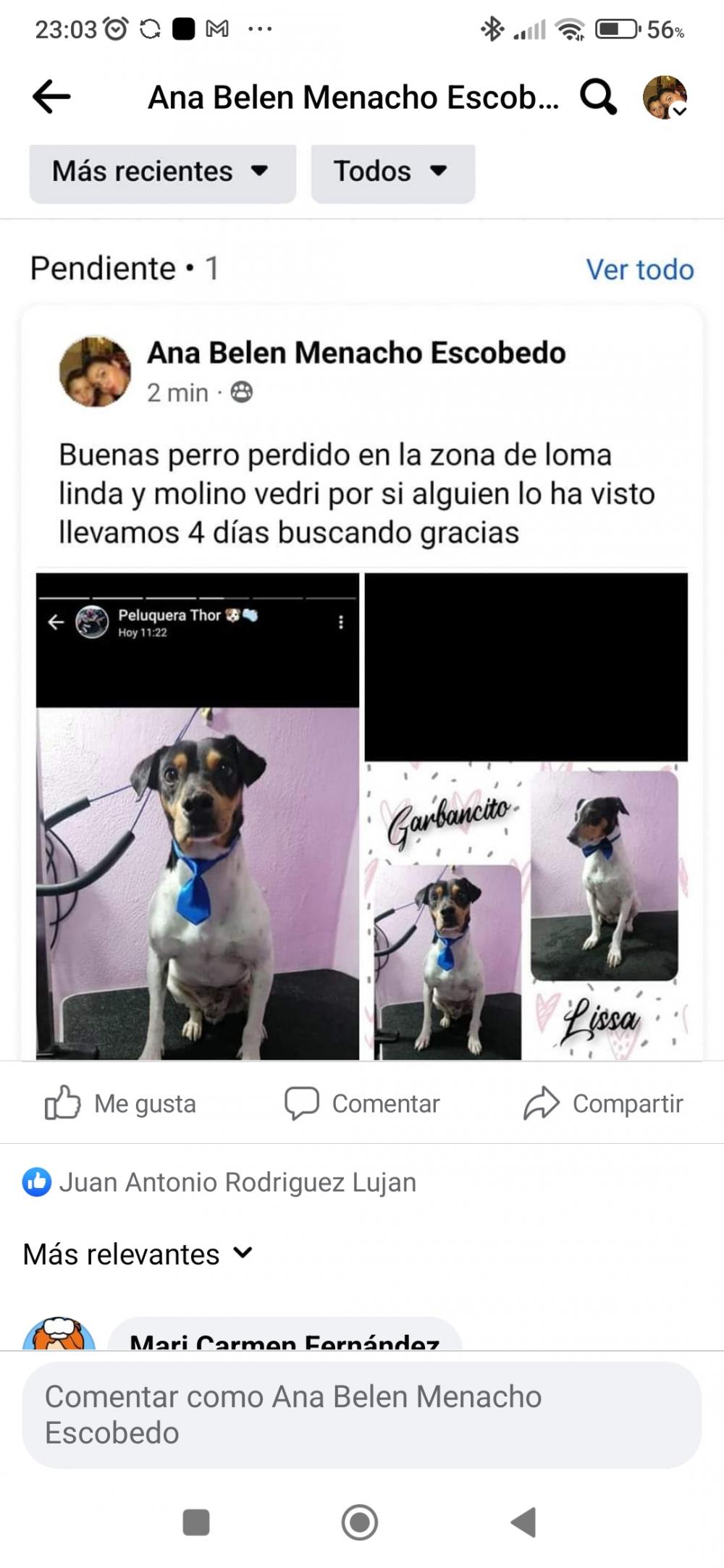 Perro perdido MESTIZO - DESCONOZCO LA RAZA en barrio de monachil (Granada)